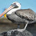 Brown Pelican